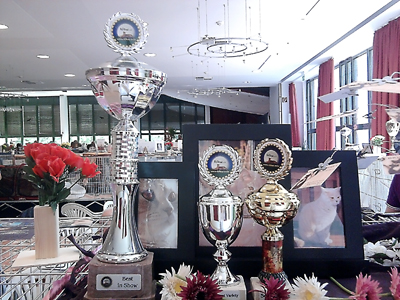Brittney`s Pokale auf der Ausstellung in Bad Nenndorf